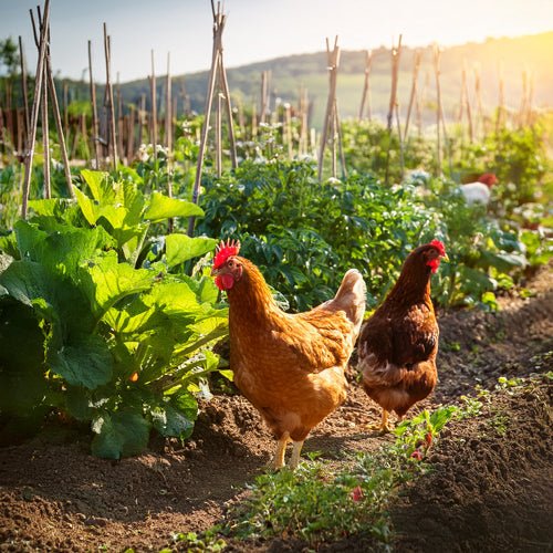 Animaux de ferme - Saveurs du Poulailler & du Clapier