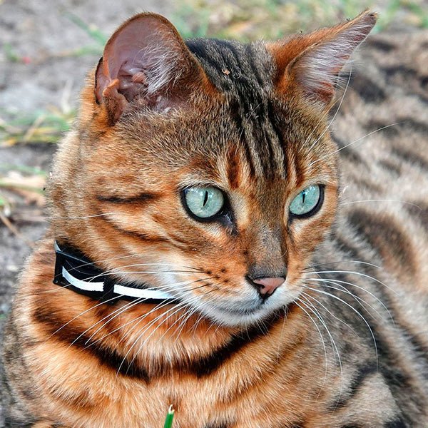 Chat - Saveurs du Poulailler & du Clapier