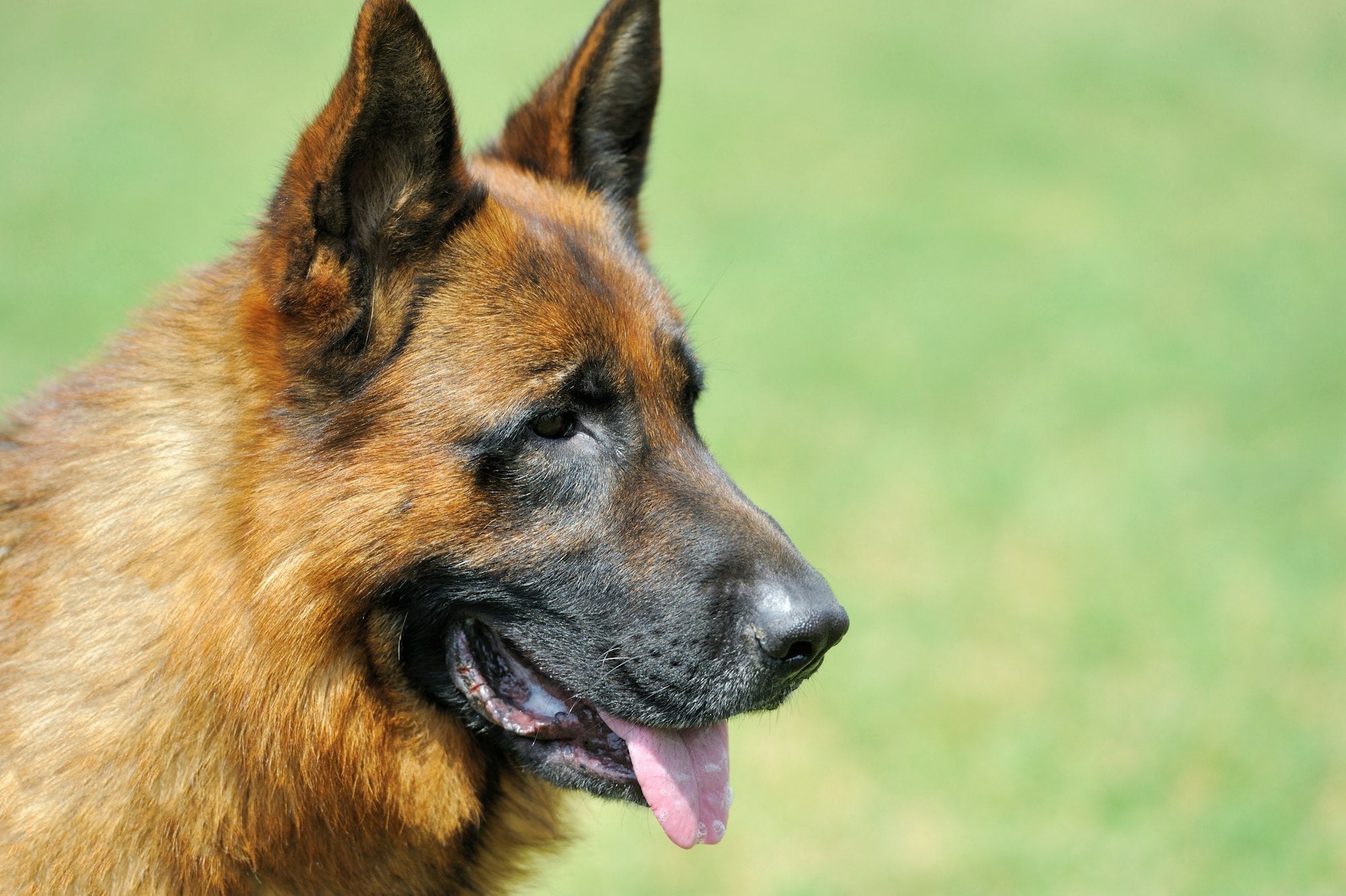 Chien - Saveurs du Poulailler & du Clapier