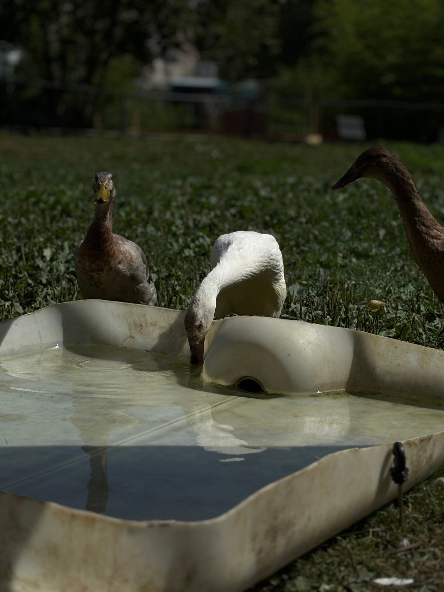 Chips carotte - Saveur_du_poulailler_et_du_clapier