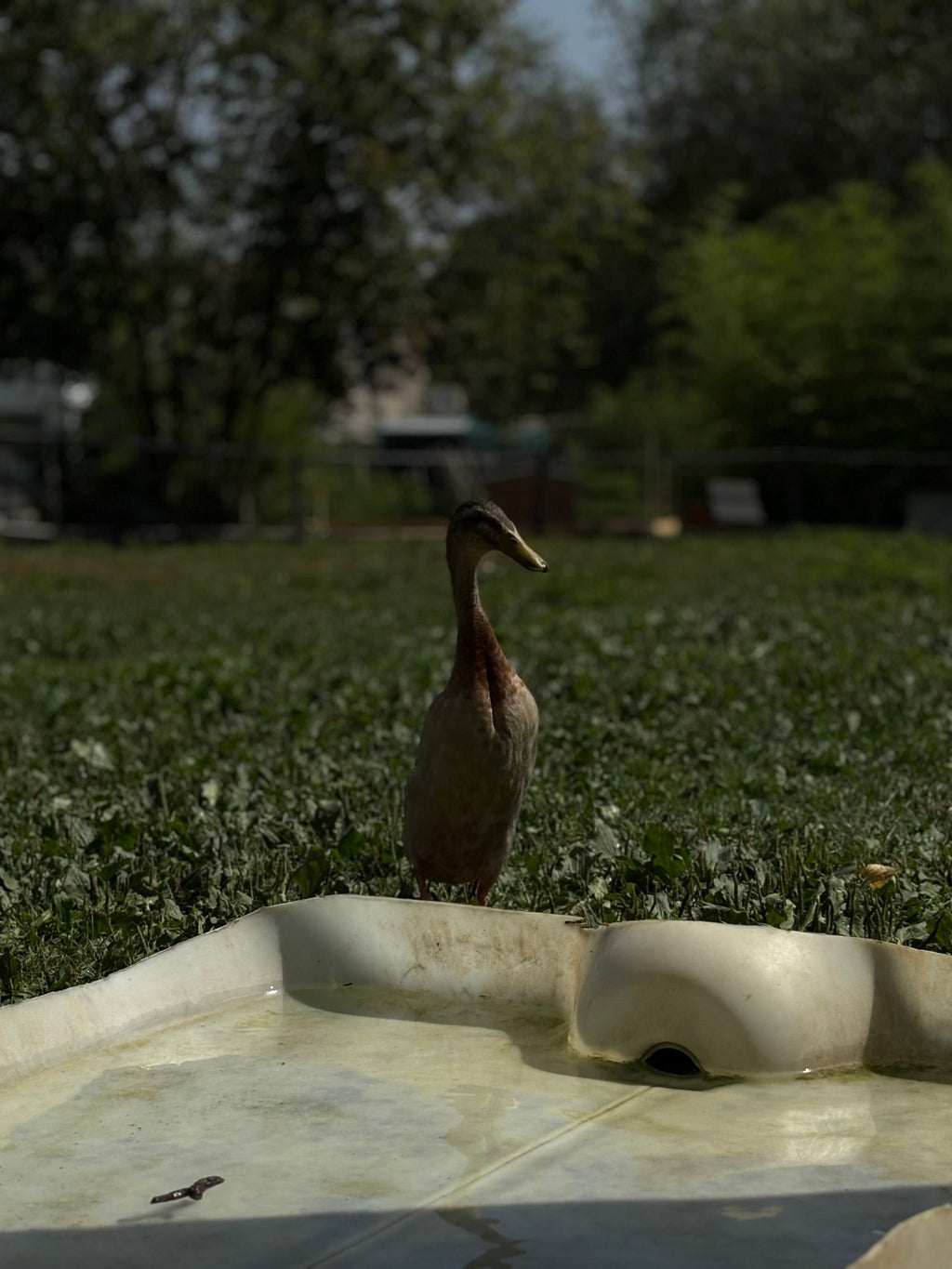 Chips carotte - Saveur_du_poulailler_et_du_clapier