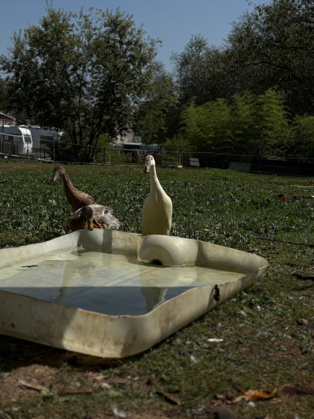Chips carotte - Saveur_du_poulailler_et_du_clapier