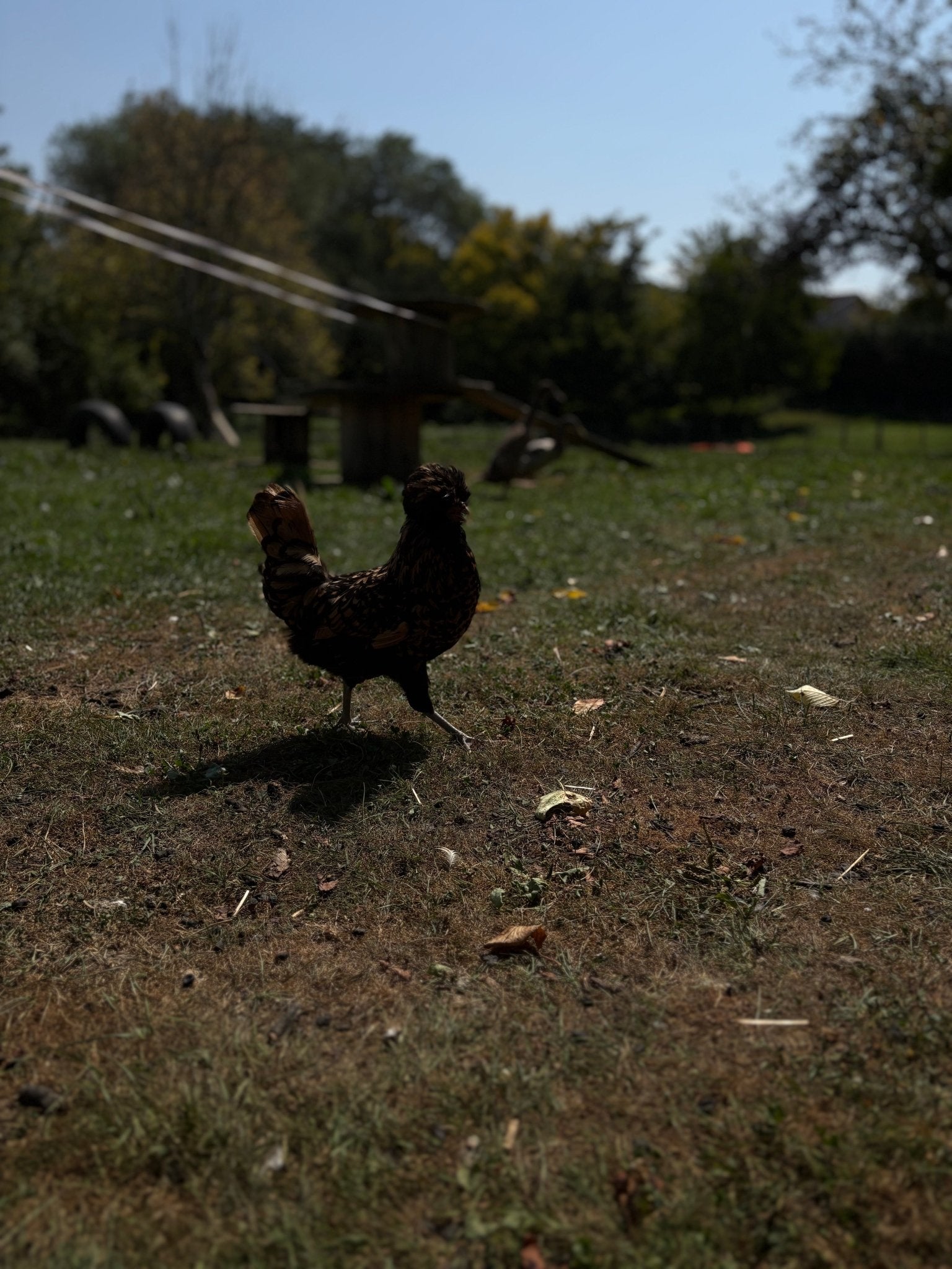 Chips carotte - Saveur_du_poulailler_et_du_clapier