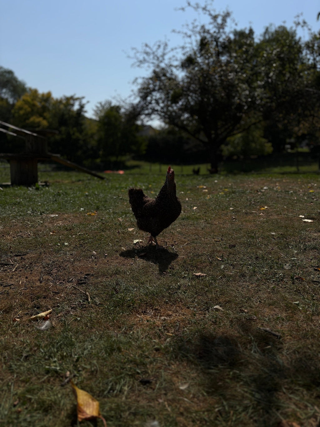 Chips carotte - Saveur_du_poulailler_et_du_clapier